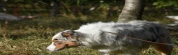 Australian Shepherd cani in vendita: cucciolotti pastore australiano - australian  - Annuncio 11