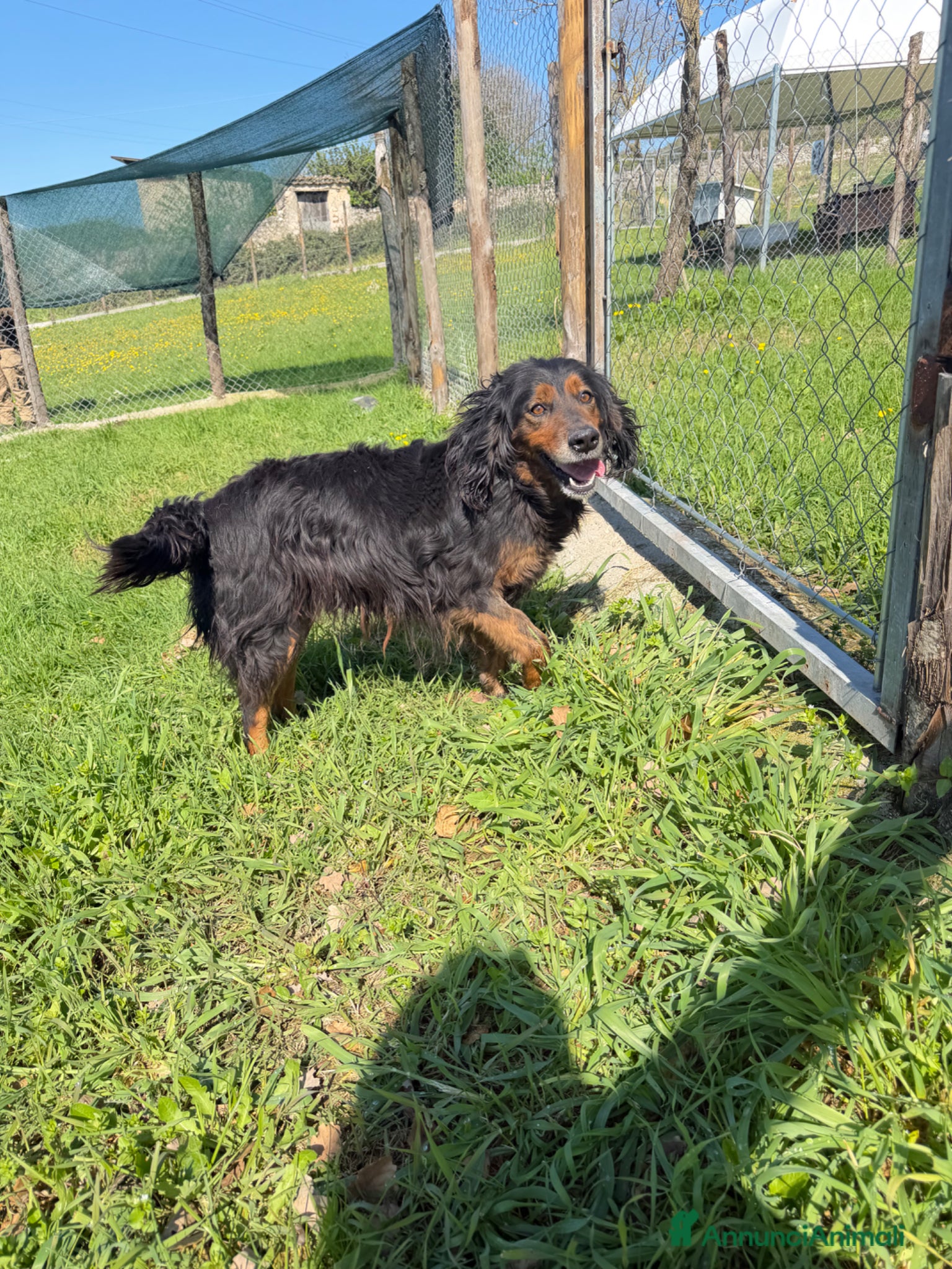 Meticcio cani Ettore - Annuncio 36