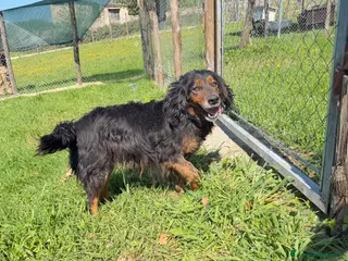 Meticcio cani Ettore - Annuncio 36