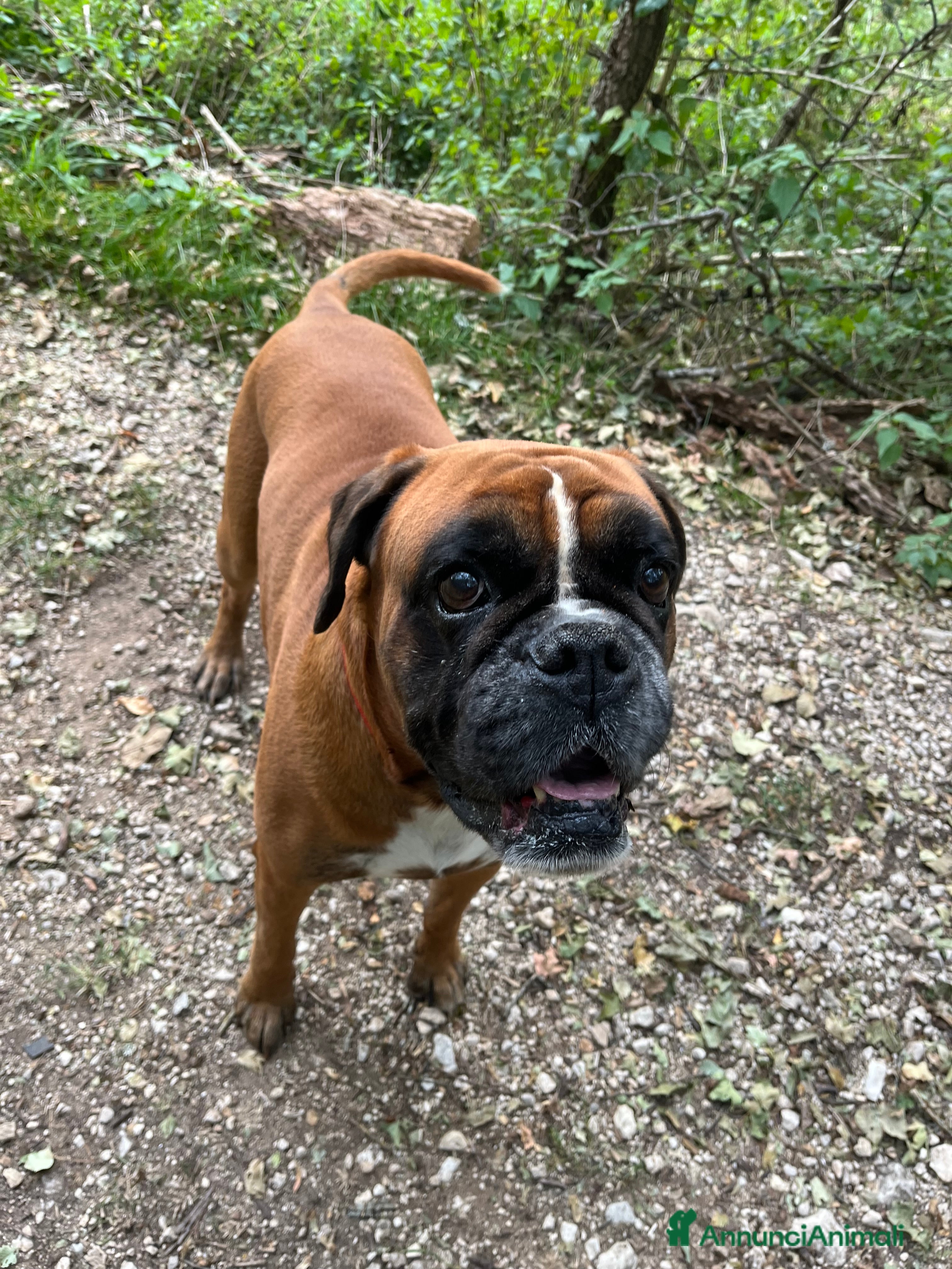 Boxer cani Accoppiamento  - Annuncio 18