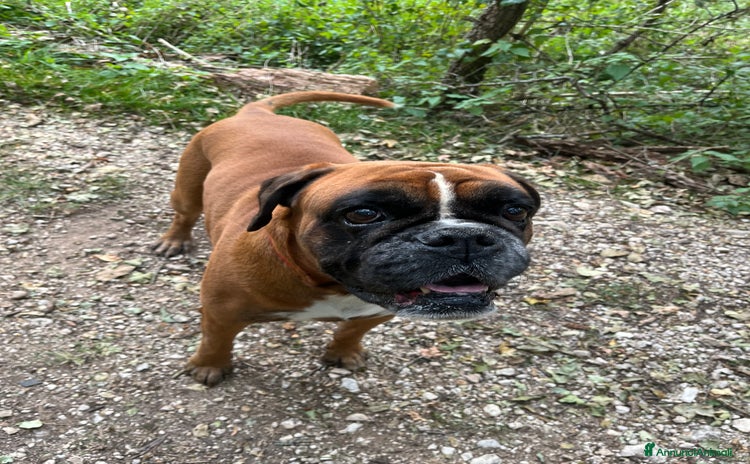 Boxer cani - Annuncio 7