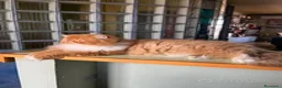 Persiano gatti per accoppiamento: Una compagna per il mio gatto persiano a Città Metropolitana di Torino - Annuncio 2