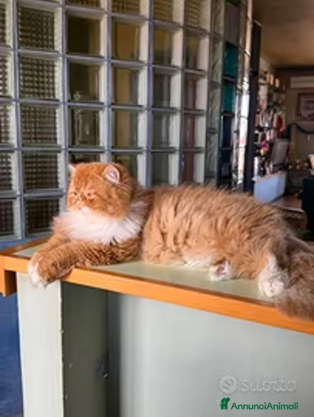 Persiano gatti per accoppiamento: Una compagna per il mio gatto persiano a Città Metropolitana di Torino - Annuncio 2