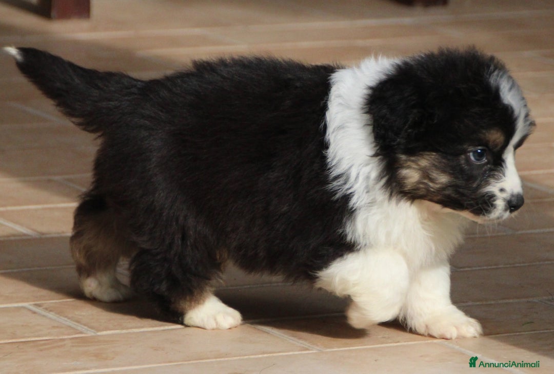 Australian Shepherd cani in vendita: CUCCIOLI DI PASTORE AUSTRALIANO - Annuncio 3