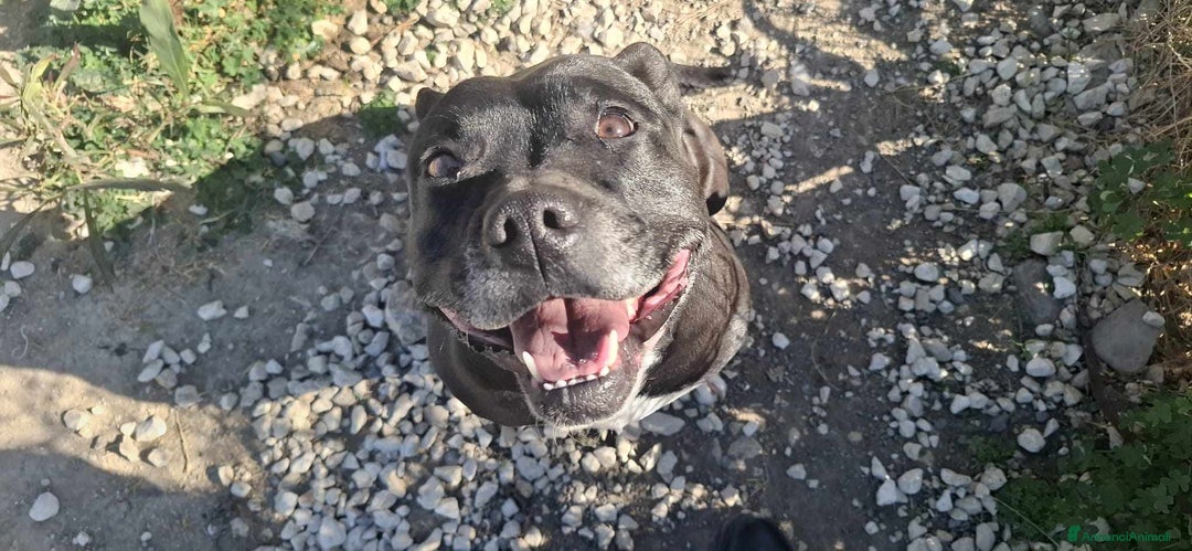 Pitbull cani in regalo: dolce roy in regalo a Città metropolitana di Catania - Annuncio 2