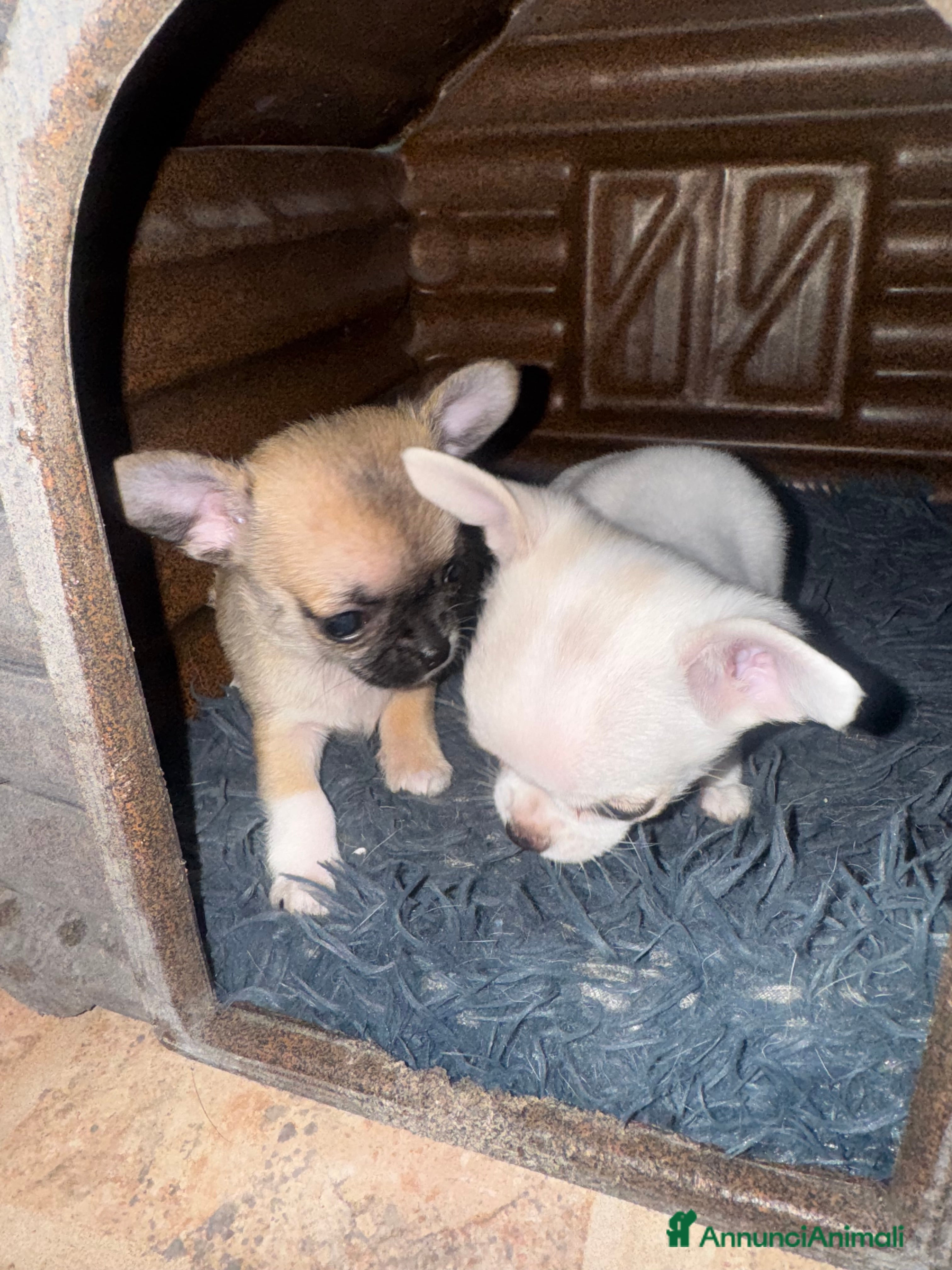 Chihuahua cani Cucciole di chihuahua - Annuncio 2