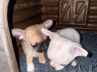 Chihuahua cani Cucciole di chihuahua - Annuncio 2