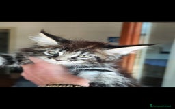 Maine Coon gatti in vendita: Maine Coon black Tabby  a Città metropolitana di Milano - Immagine 2