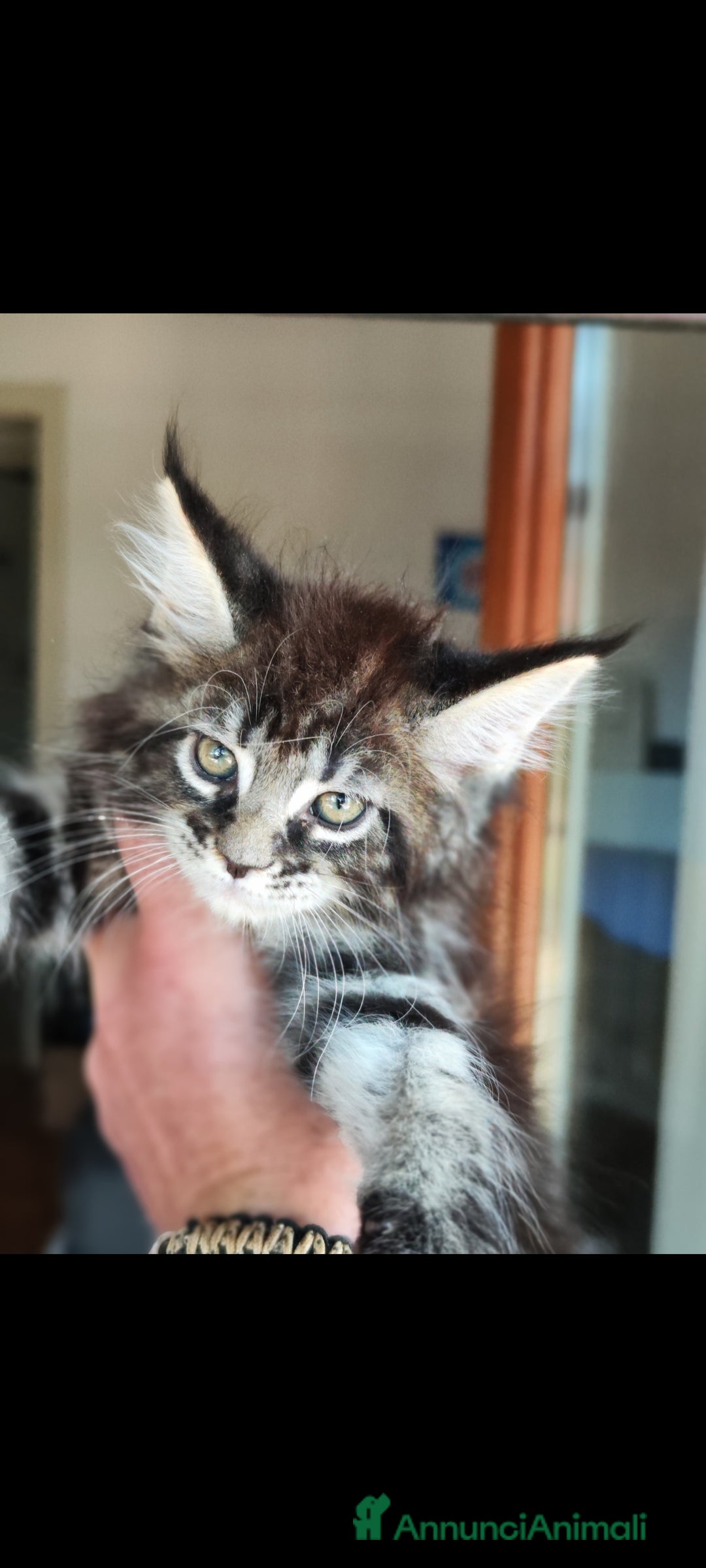 Maine Coon gatti in vendita: Maine Coon black Tabby  a Città metropolitana di Milano - Immagine 2
