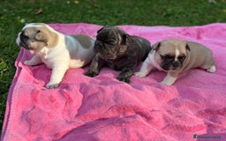 Bulldog Francese cani in vendita: Bulldog francese  a Città metropolitana di Roma Capitale - Immagine 4
