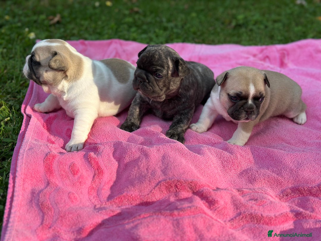 Bulldog Francese cani in vendita: Bulldog francese  a Città metropolitana di Roma Capitale - Immagine 4