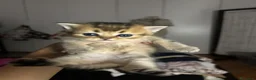 Scottish gatti in vendita: Gattini Scottish Straight  - Annuncio 16