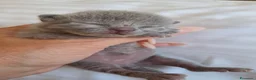 Certosino gatti in vendita: Gattini Certosini - Annuncio 5