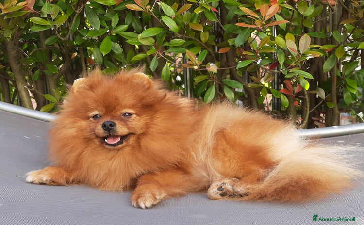 Spitz cani in regalo a Provincia di Monza e della Brianza - Annuncio 1