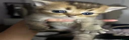 Scottish gatti in vendita: Gattini Scottish Straight  - Annuncio 13