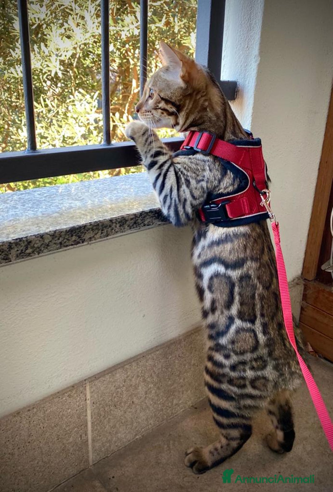 Immagine della galleria {{count}}