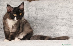 Maine Coon gatti in vendita: Cuccioli di razza Maine Coon pedigree ANFI a Livorno - Immagine 8