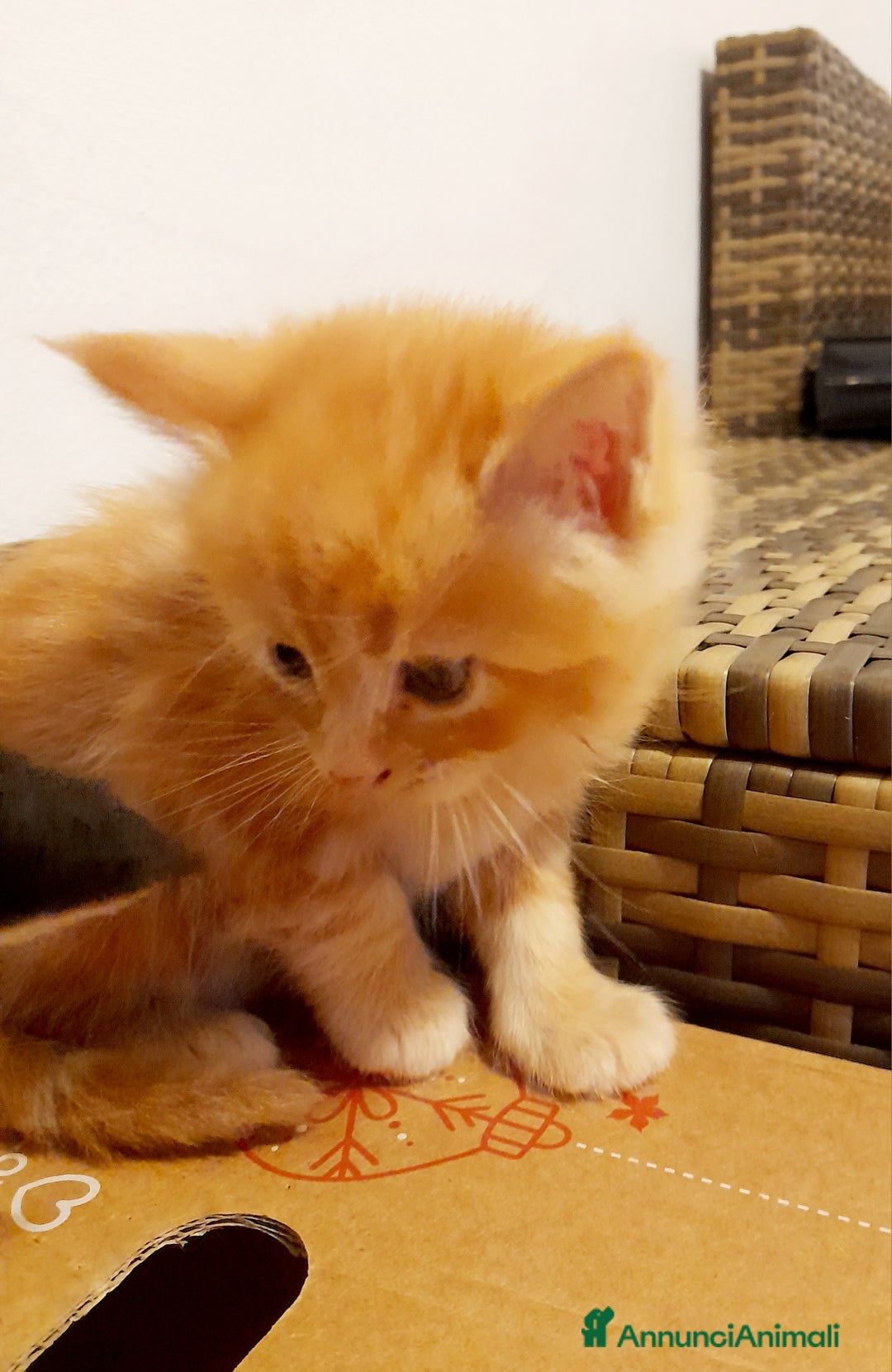 Maine Coon gatti in vendita: Gattini disponibili  - Annuncio 4