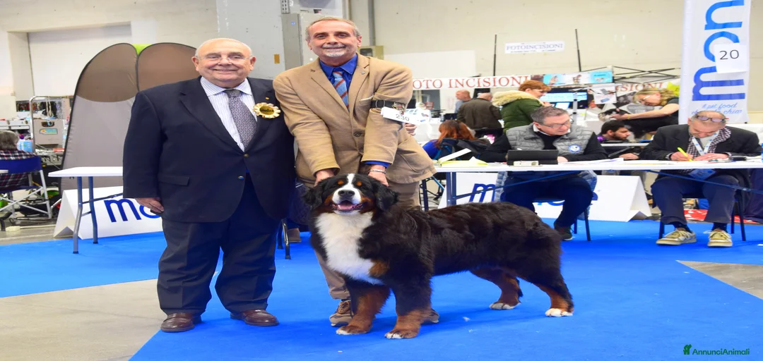 Immagine della galleria {{count}}