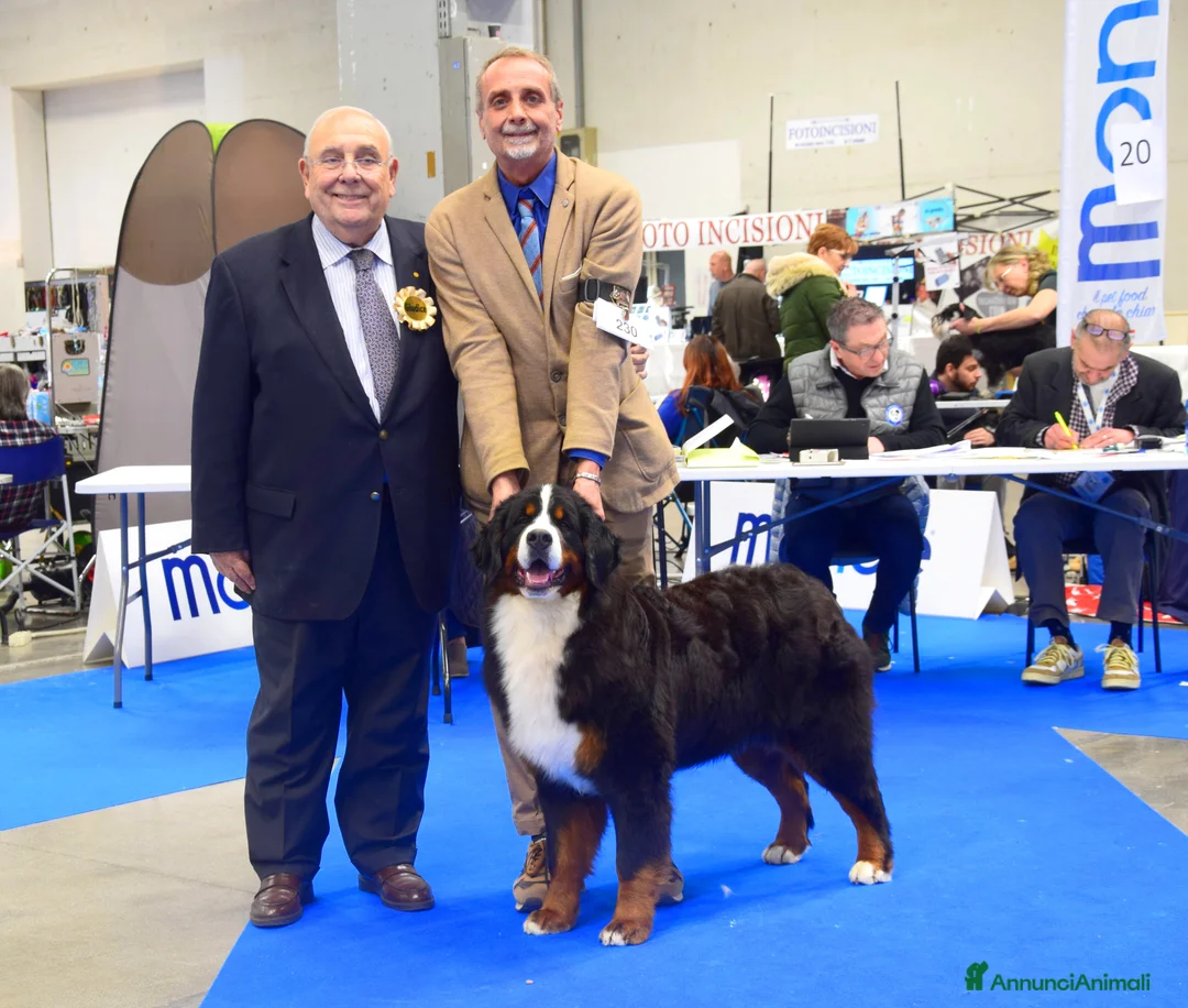 Immagine della galleria {{count}}