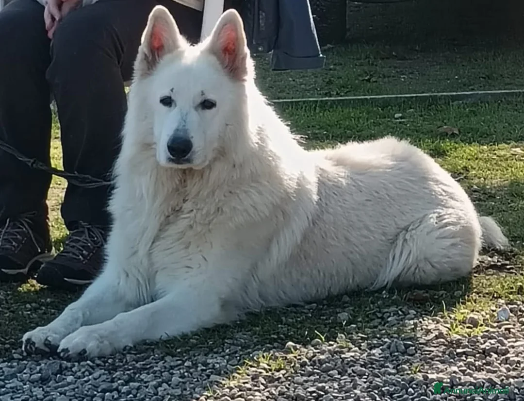 Pastore Svizzero cani in vendita: Cucciolo pastore svizzero bianco  - Annuncio 4
