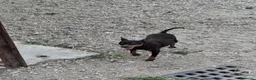 Pinscher Miniatura cani in vendita: Cuccioli di pinscher nano a Provincia di Vicenza - Annuncio 2