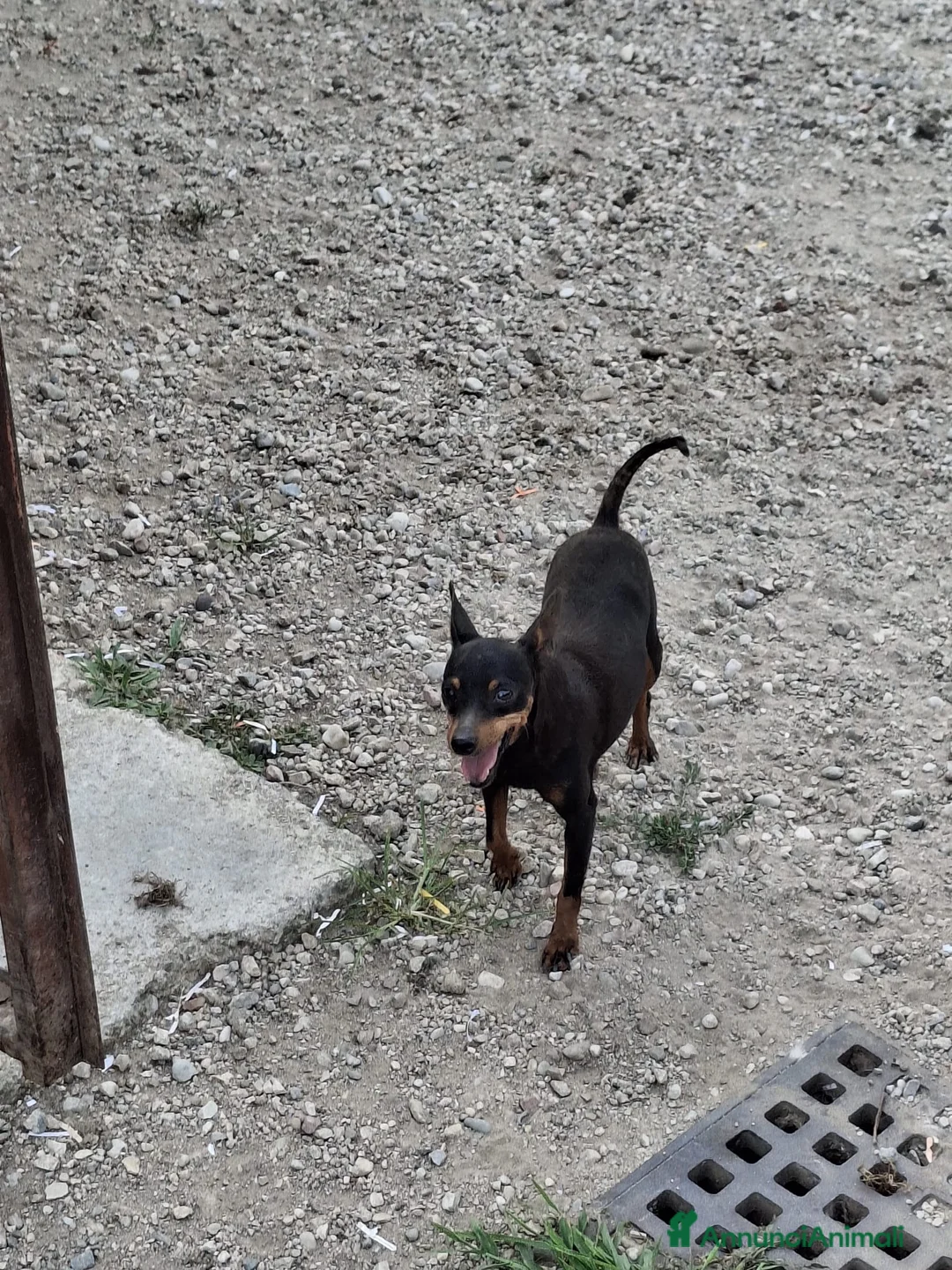 Pinscher Miniatura cani in vendita: Cuccioli di pinscher nano a Provincia di Vicenza - Annuncio 2