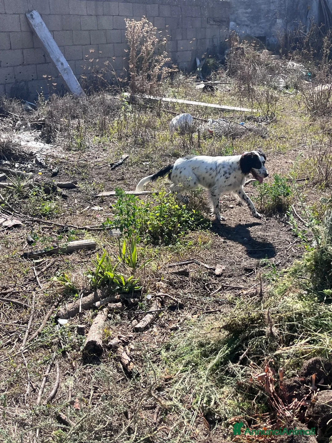 Setter Inglese cani in vendita: Cedesi setter inglese di circa 2 anni a Provincia di Salerno - Annuncio 8