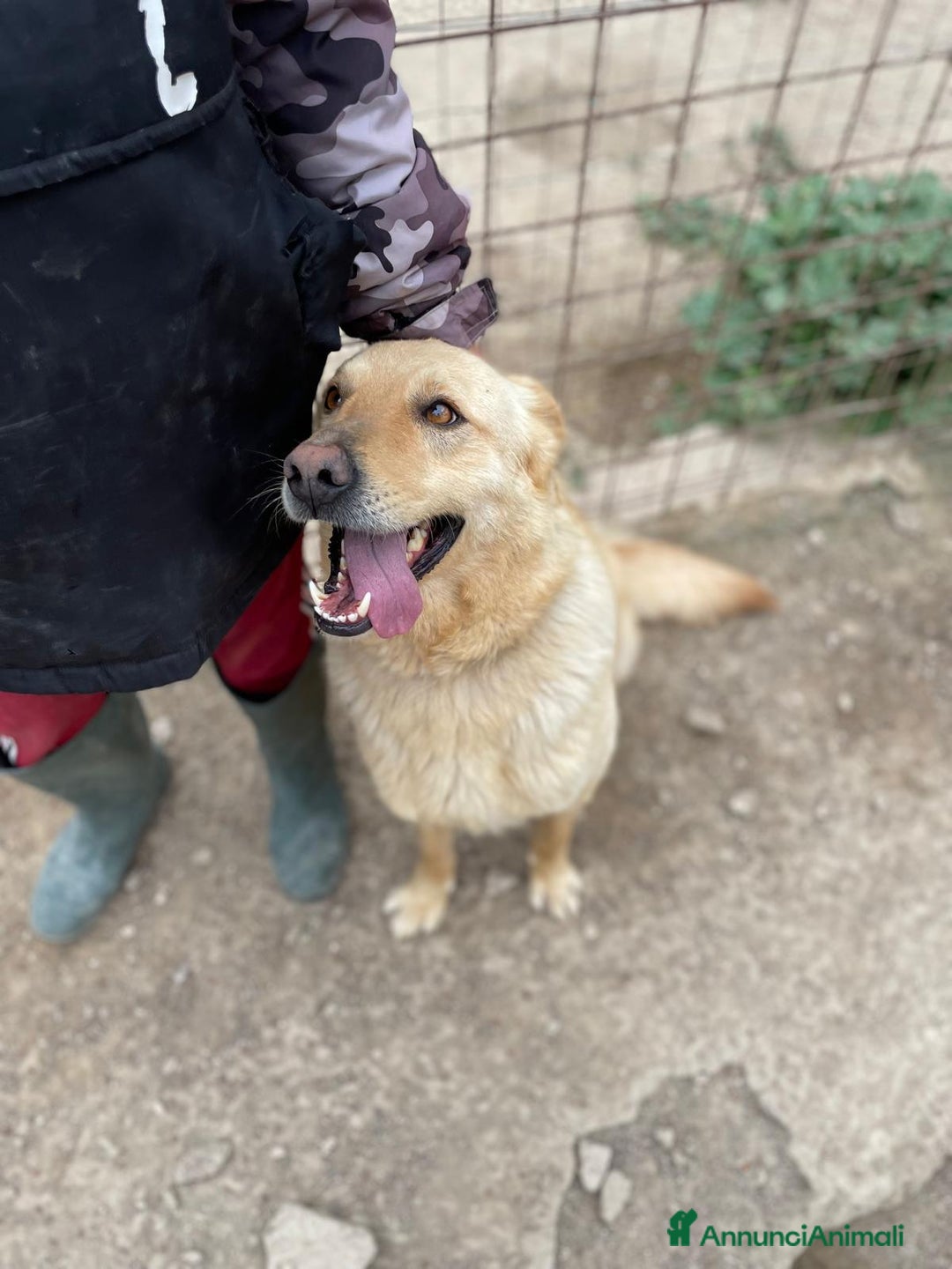 Meticcio cani in regalo: SIMBA bel giovanotto  a Città Metropolitana di Venezia - Annuncio 4