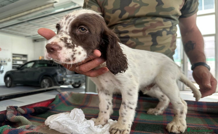 Setter Inglese cani a Provincia di Verona - Annuncio 1