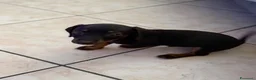 Bassotto cani in vendita: Bassotto nano - Annuncio 7