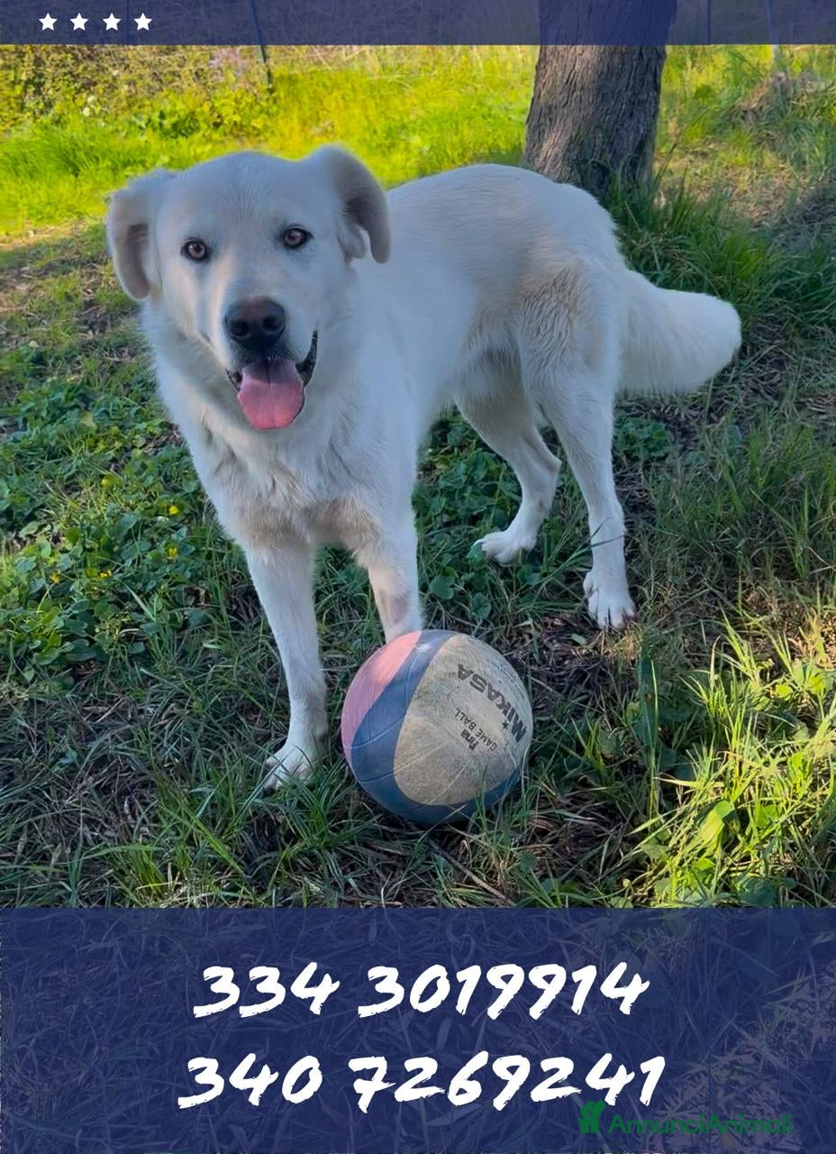 Meticcio cani GUÈ 💙-cucciolo timido, ma allegro e giocherellone - Annuncio 3