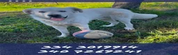 Meticcio cani in regalo: GUÈ 💙-cucciolo timido, ma allegro e giocherellone - Annuncio 1