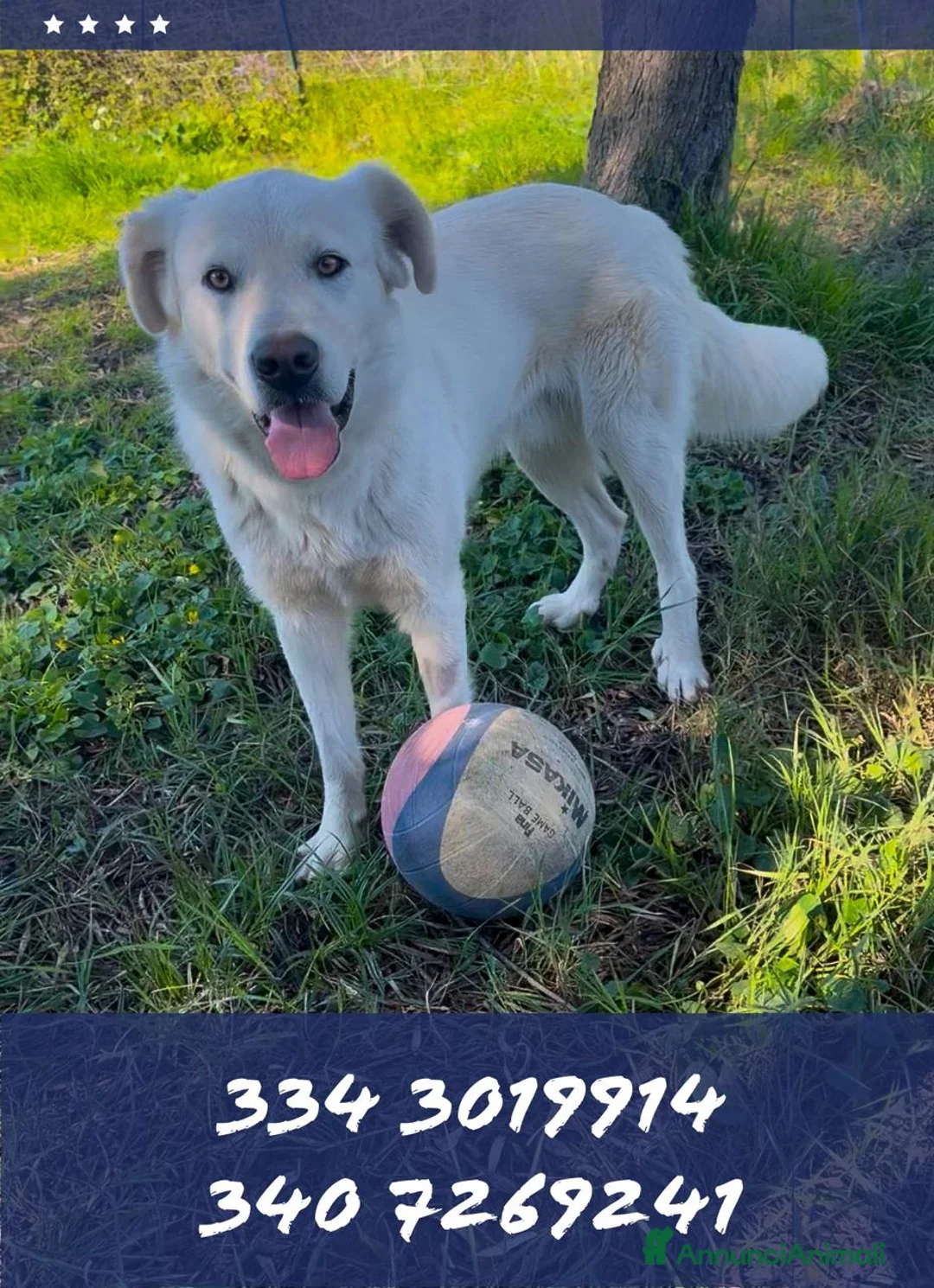 Meticcio cani in regalo: GUÈ 💙-cucciolo timido, ma allegro e giocherellone - Annuncio 1