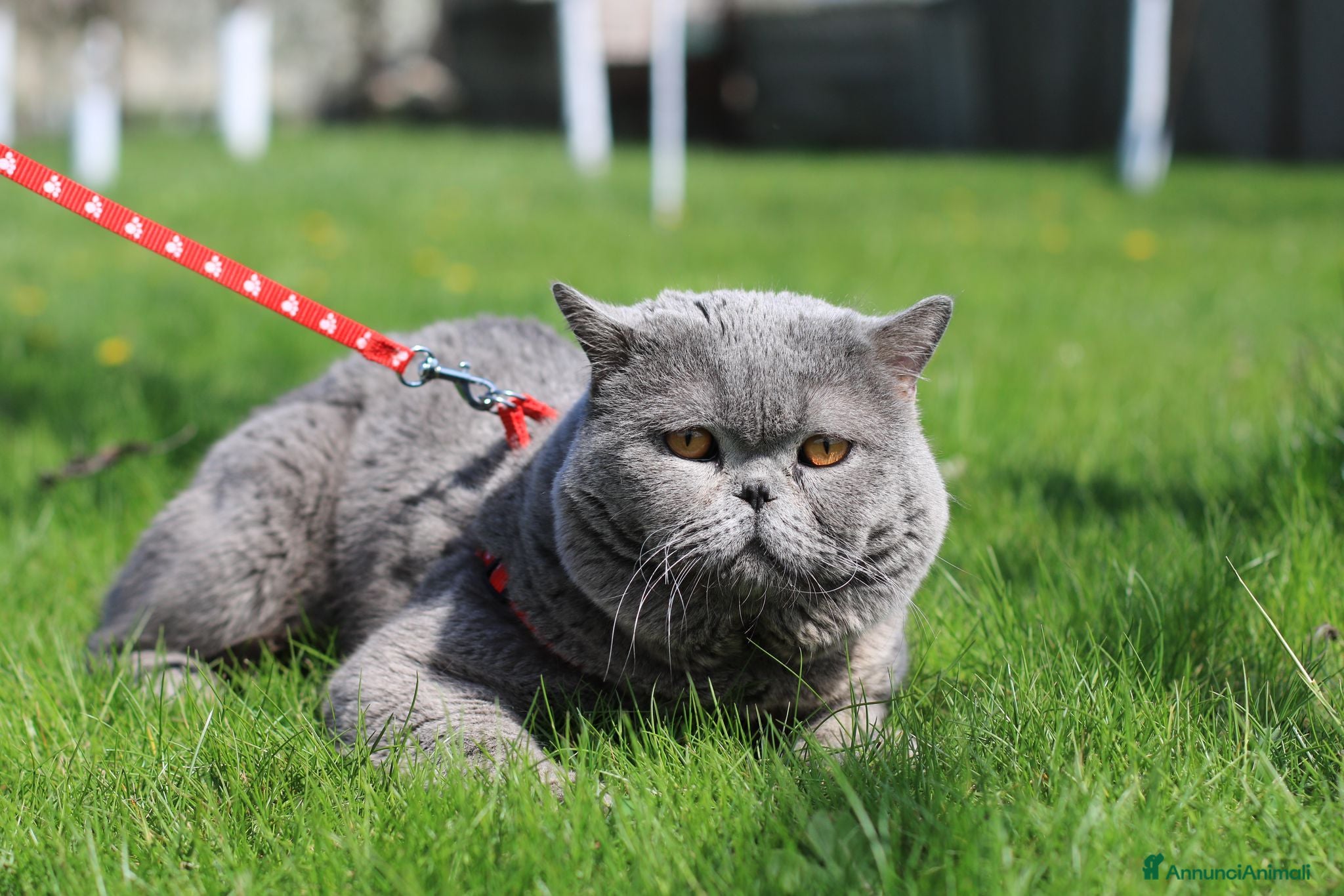 Scottish gatti British Scottsh  - Annuncio 11