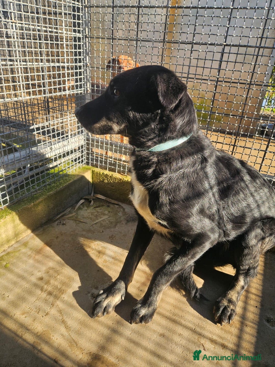 Meticcio cani in regalo: Luigi: timido, docile, socievole  a Città Metropolitana di Genova - Annuncio 30