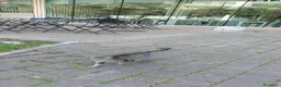 Meticcio gatti in regalo: Trilly gattina Fiv dolcissima a Città Metropolitana di Genova - Annuncio 3