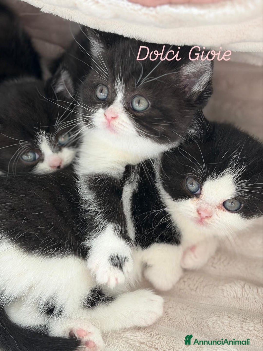 British gatti in vendita: British Shorthair bicolor black - Annuncio 2