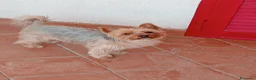 Yorkshire cani per accoppiamento: Maschio per accoppiamento, cerco femmina a Provincia di Asti - Annuncio 6
