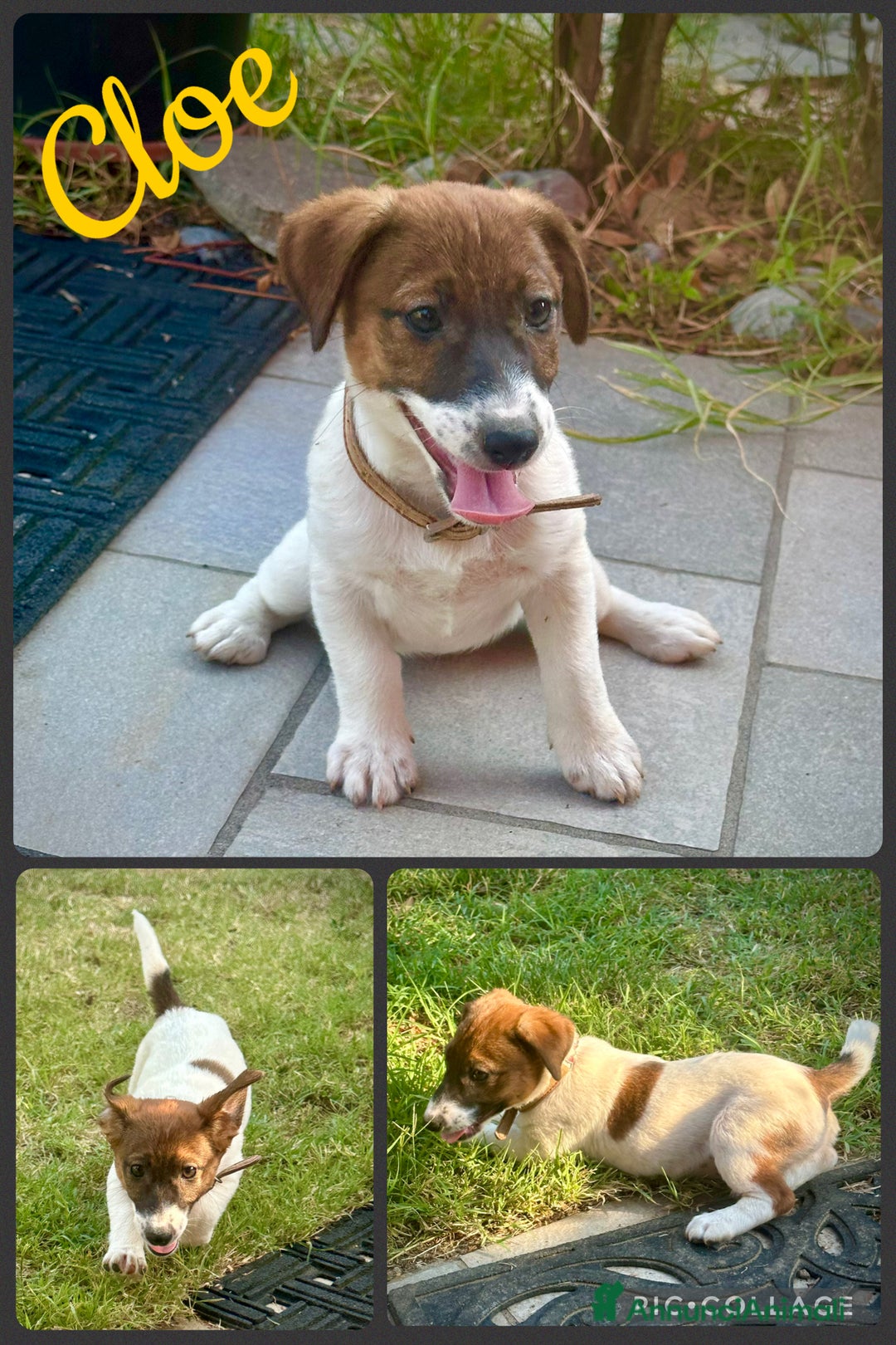 Jack Russell cani in vendita: Una splendida cucciolata a Provincia di Lodi - Immagine 4
