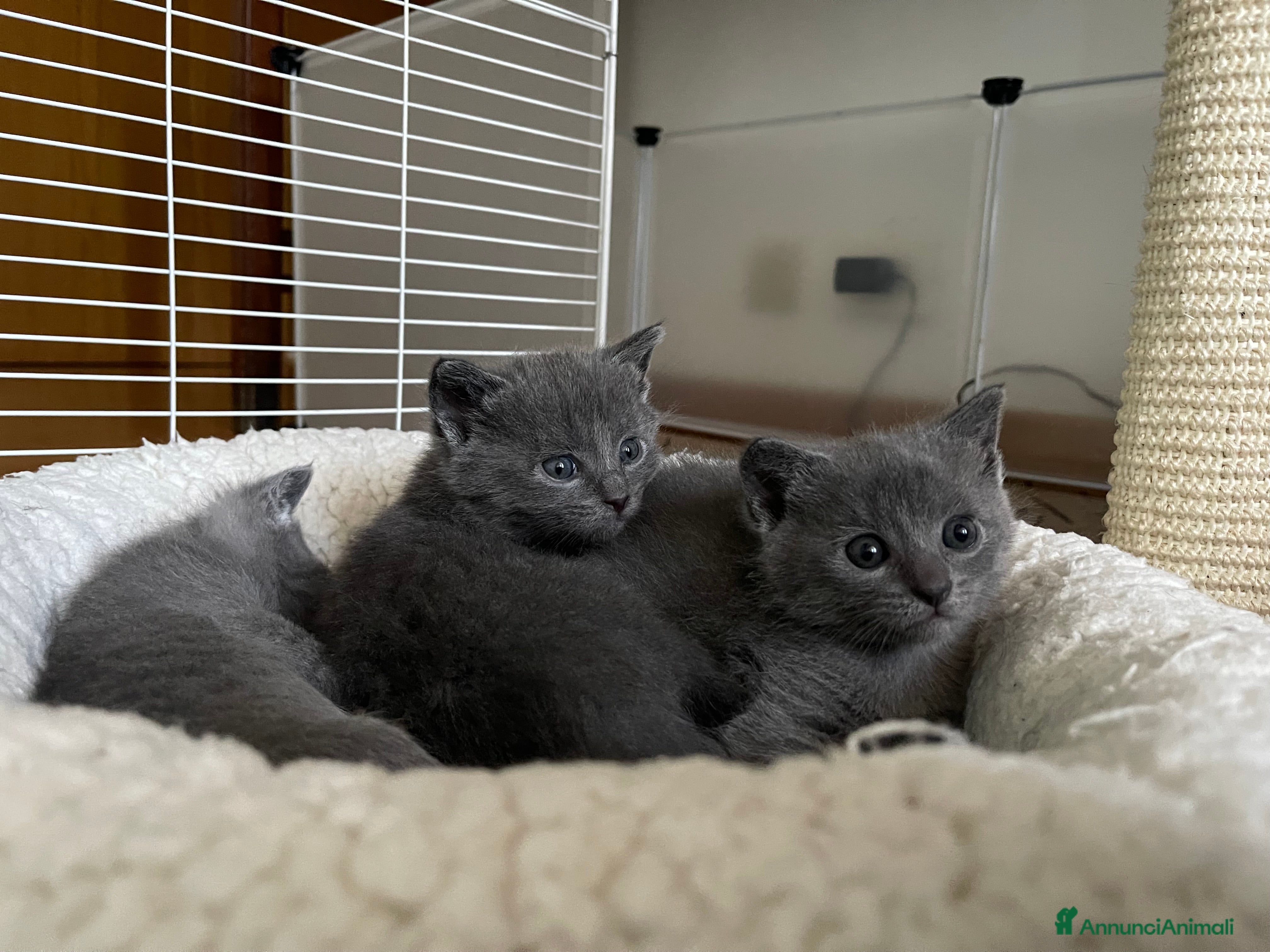 Certosino gatti Cuccioli Gatti Certosini Allevamento dal 1997 a RM - Annuncio 2