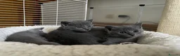 Certosino gatti in vendita: Cuccioli Gatti Certosini Allevamento dal 1997 a RM a Città metropolitana di Roma Capitale - Annuncio 2
