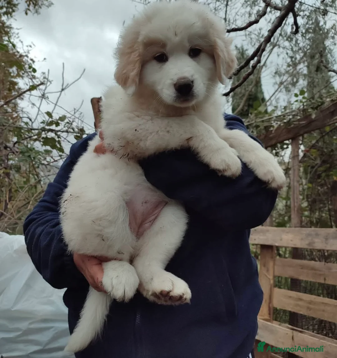 Pastore Maremmano cani in regalo: Eros dolce cucciolo aspetta una famiglia tutta sua - Annuncio 6