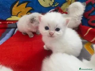 Siberiano gatti Cuccioli siberiani Neva Rossi di 1 mese! - Annuncio 3