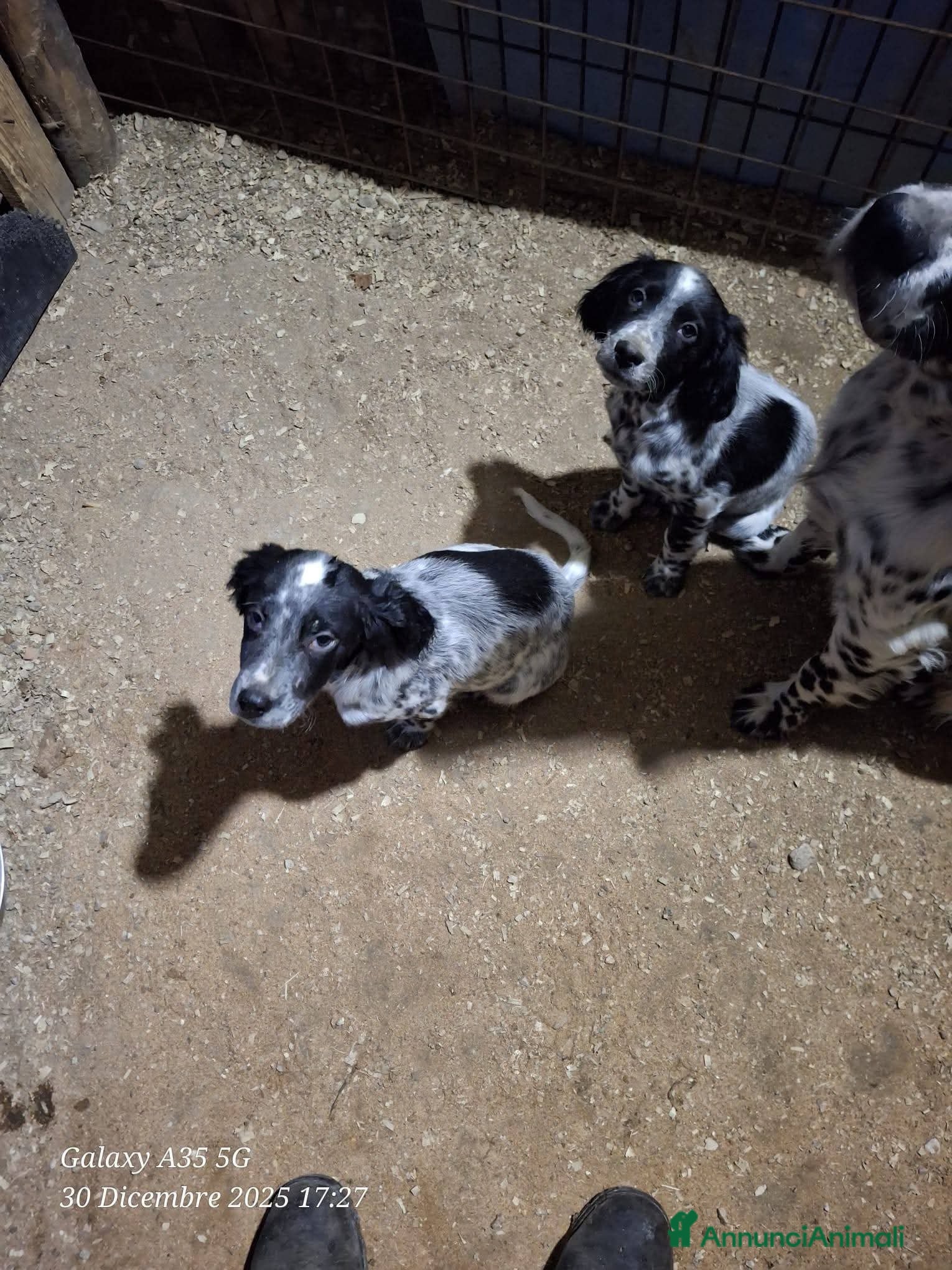 Setter Inglese cani 2 femmine ottima genealogia - Annuncio 1