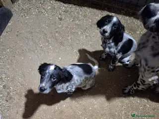 Setter Inglese cani 2 femmine ottima genealogia - Annuncio 1