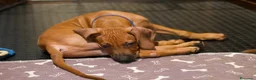 Rhodesian Ridgeback cani in vendita: Cuccioli Rhodesian Ridgeback con Pedigree ENCI - Annuncio 31