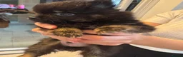 Spitz cani in vendita: Spitz di Pomerania  a Provincia di Ancona - Annuncio 5