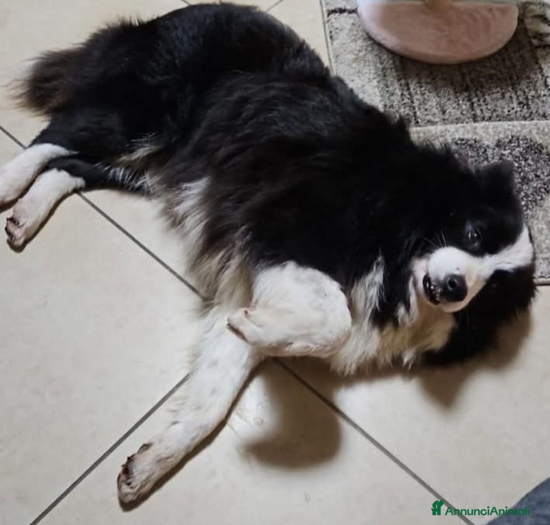 Border Collie cani in regalo: Funny Border Collie 9anni ex fattrice.MILANO SOS a Città metropolitana di Milano - Annuncio 3