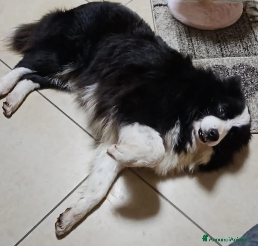 Border Collie cani in regalo: Funny Border Collie 9anni ex fattrice.MILANO SOS a Città metropolitana di Milano - Annuncio 3